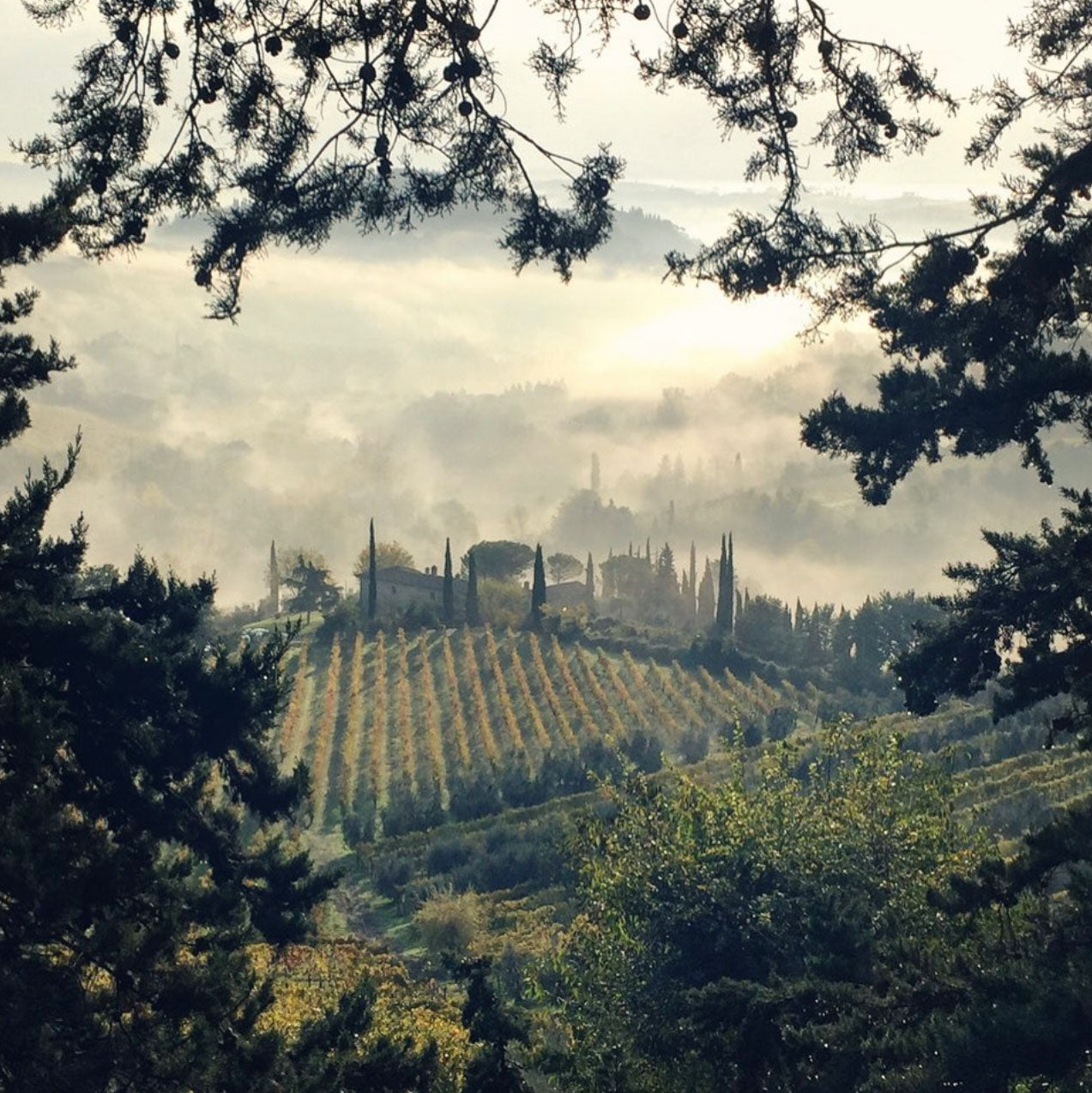 View of San Gimignano landscape of wine vineyards and pine trees. Inspired by Nature.